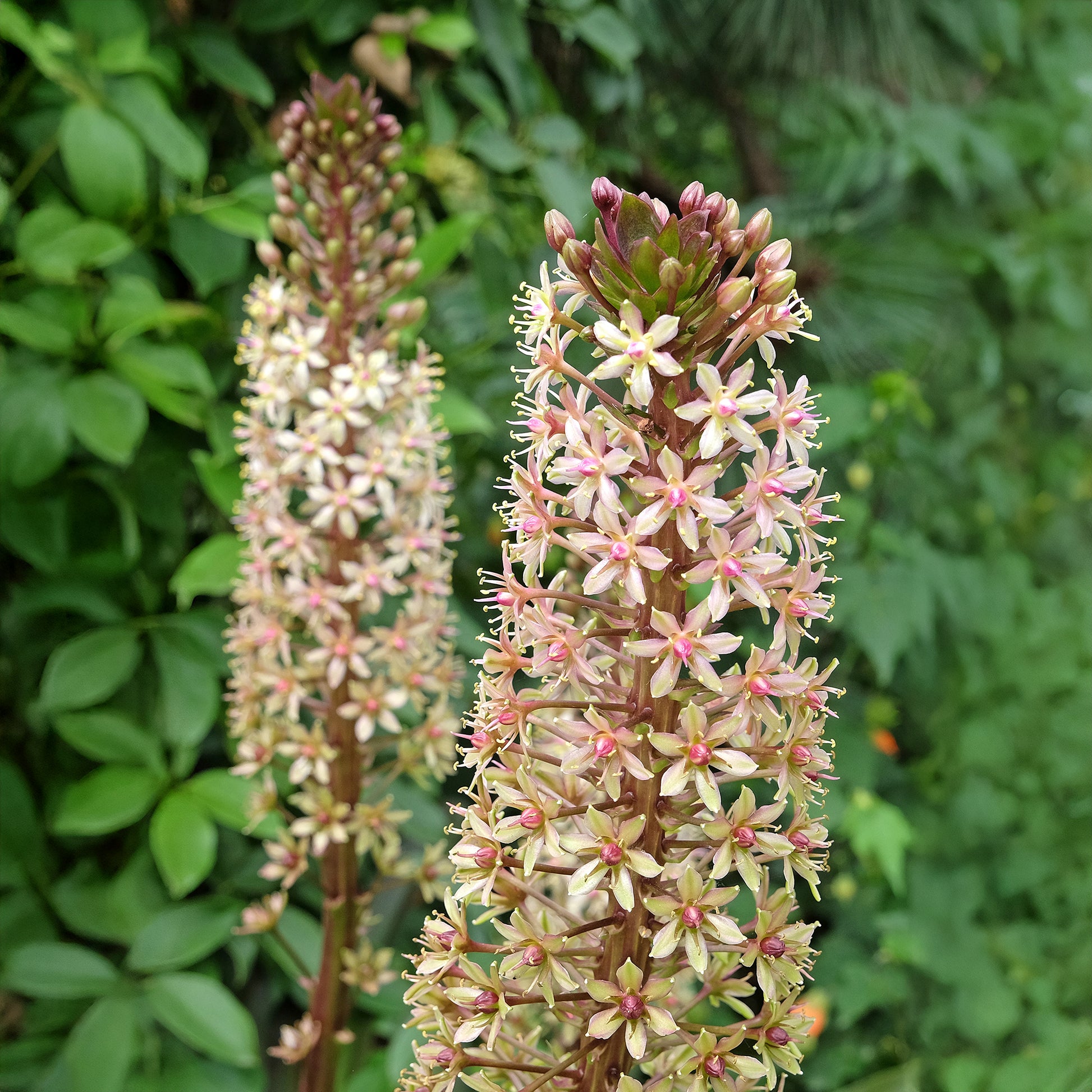 Ananasplant Sparkling Burgundy® - Bakker