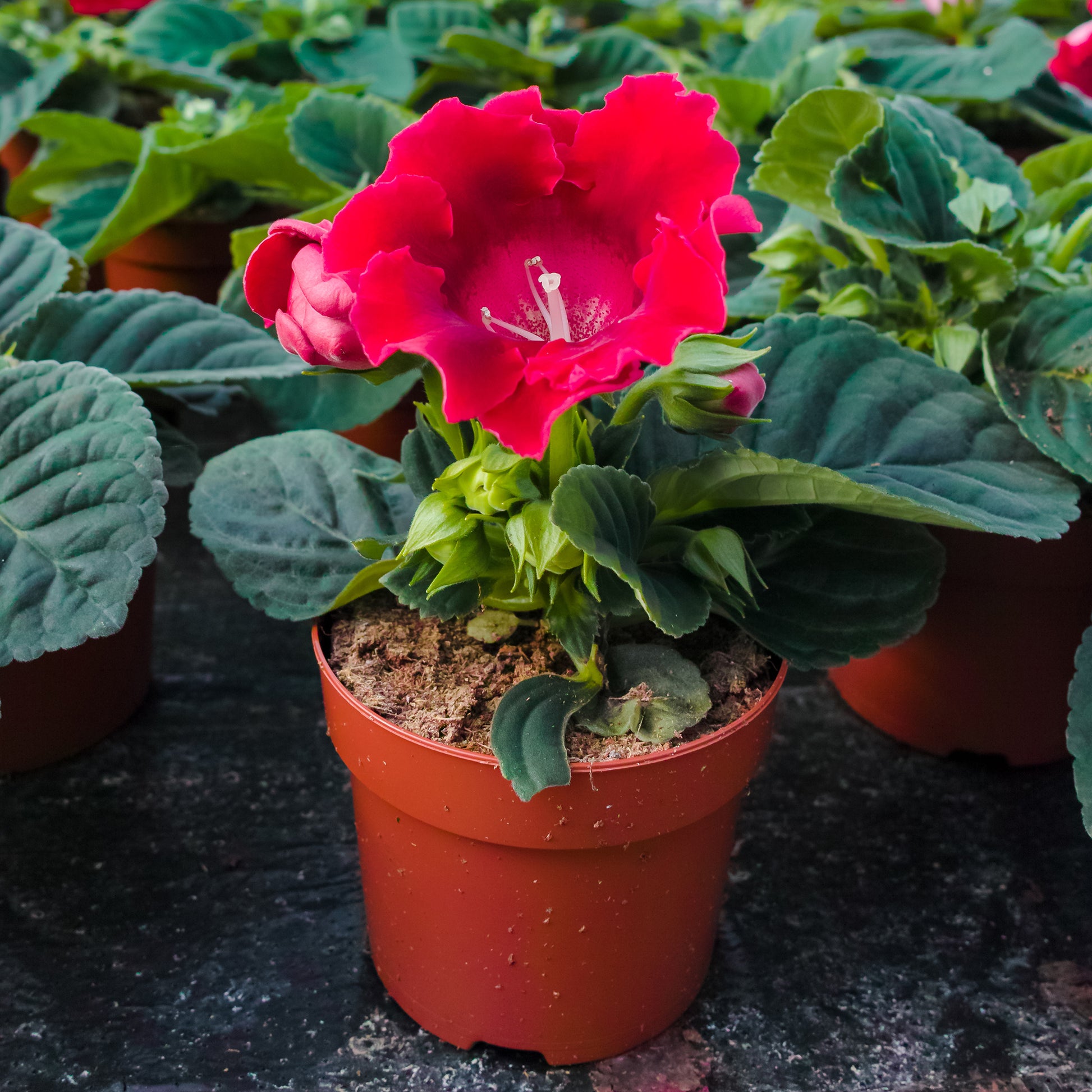 Gloxinia Etoile de feu - Gloxinia speciosa Etoile de feu - Bakker