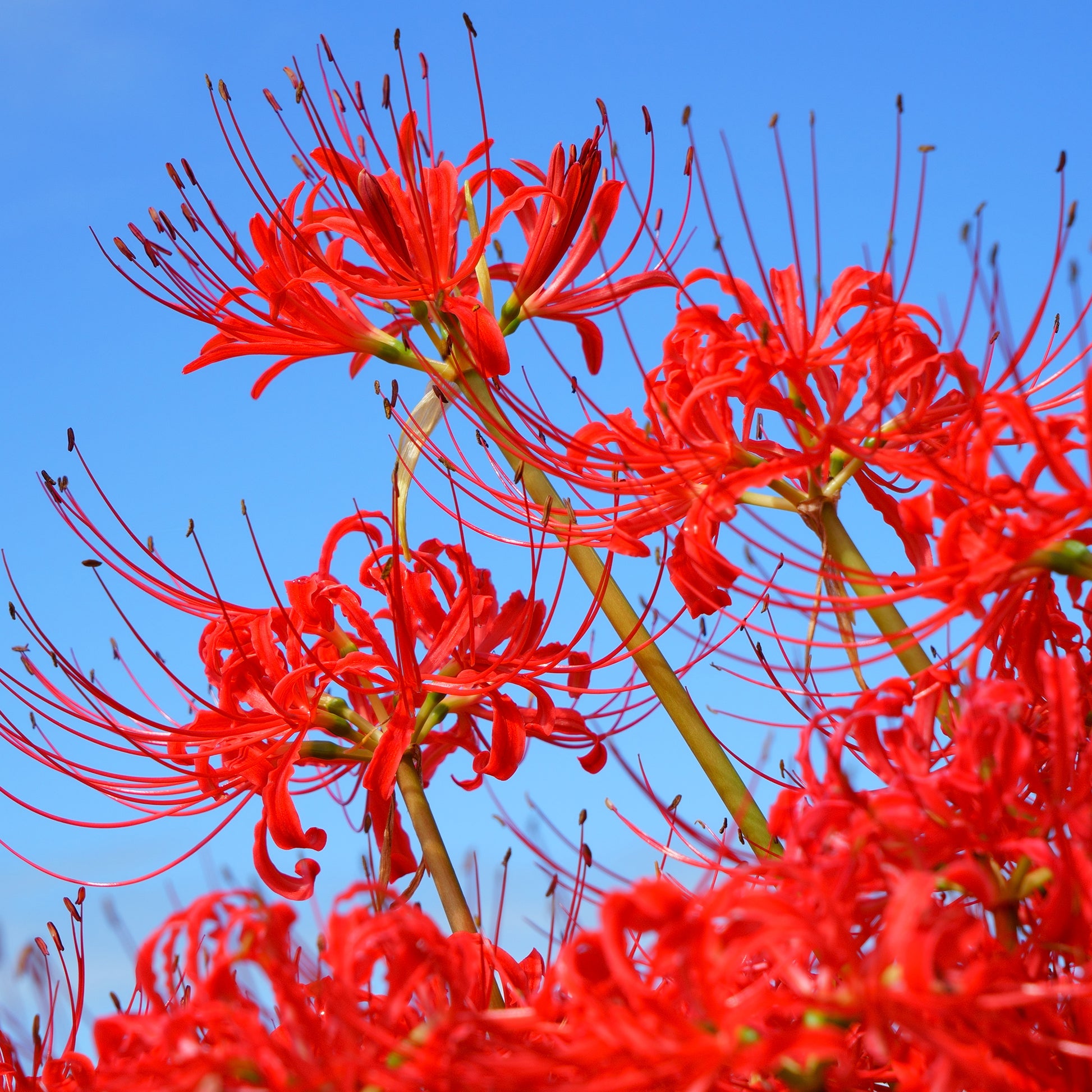 Rode Spinlelie - Bakker