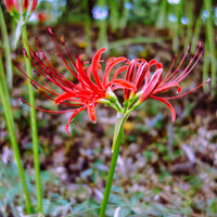 Rode Spinlelie - Lycoris radiata - Bakker