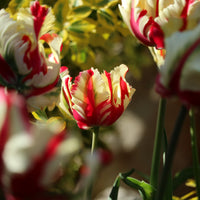 Papegaaitulpen Flaming Parrot - Bakker