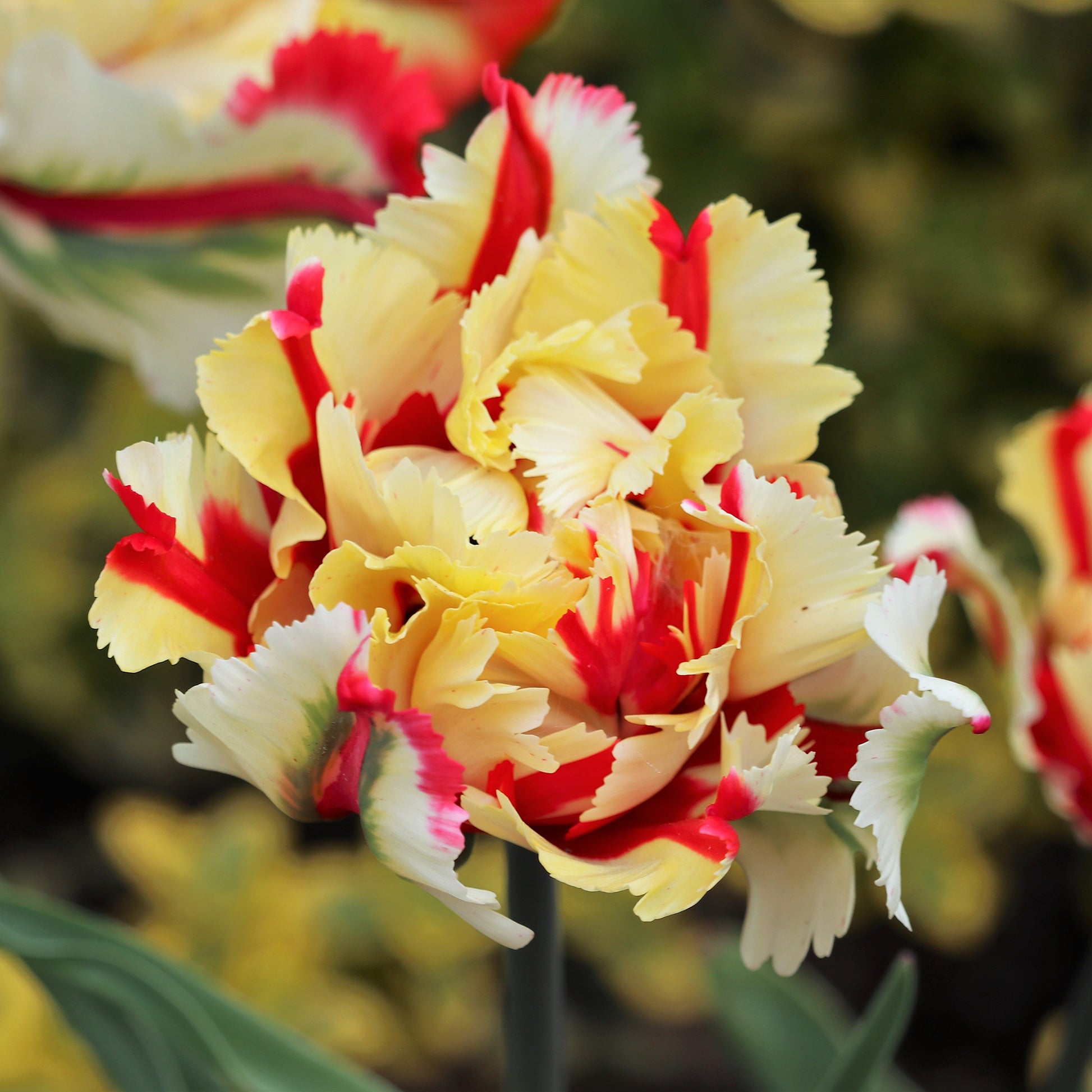 Papegaaitulpen Flaming Parrot - Tulipa Flaming Parrot - Bakker