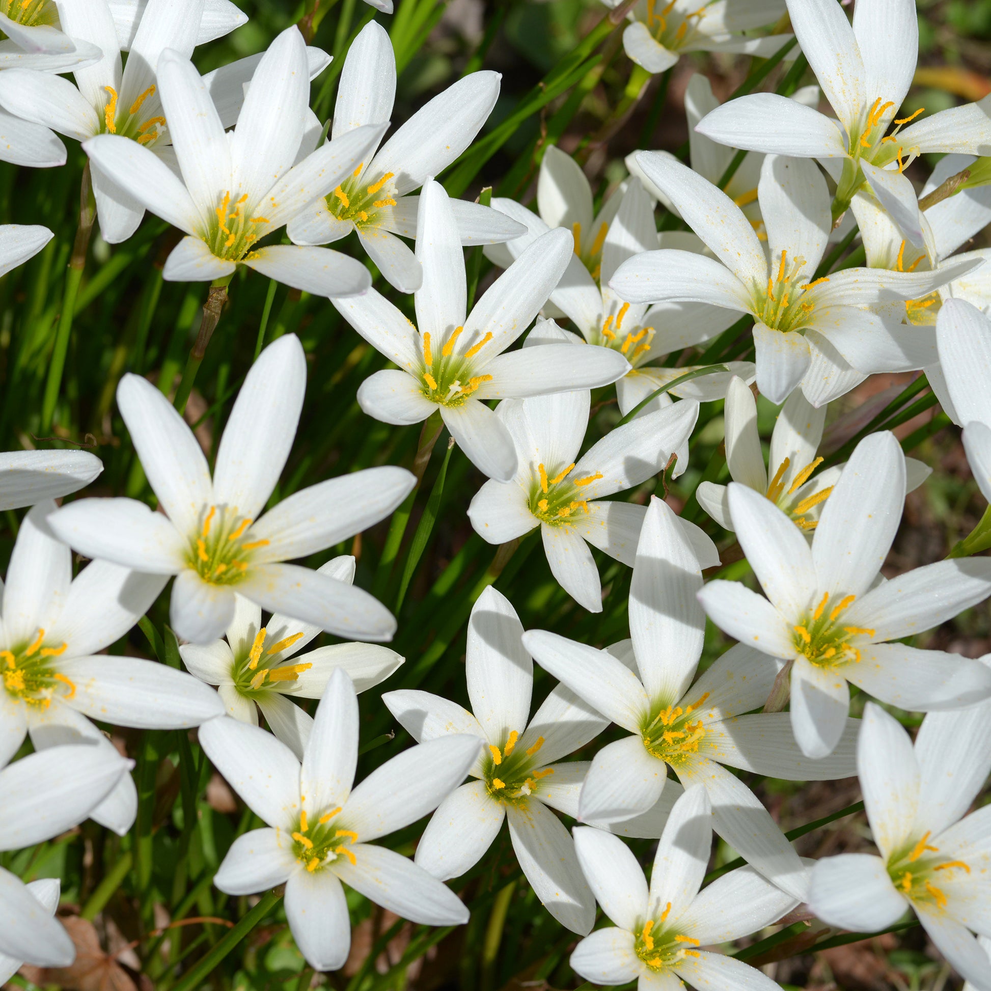 Zephyranthes candida - Westenwindlelie - Lelie