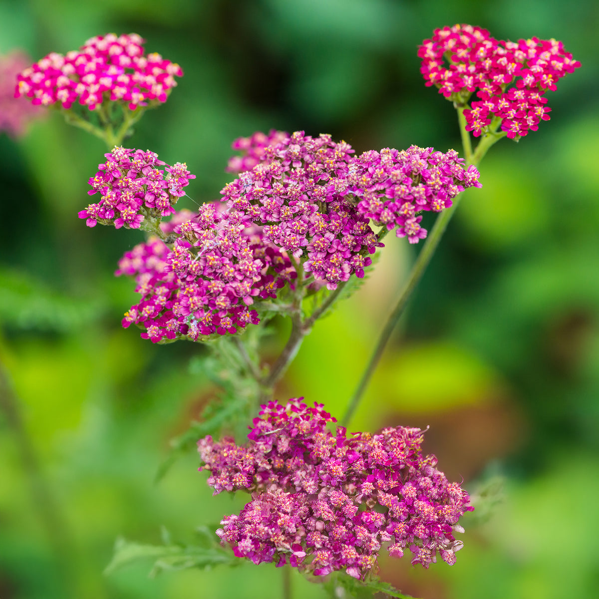 Duizendblad Cassis - Achillea millefolium Cassis - Bakker
