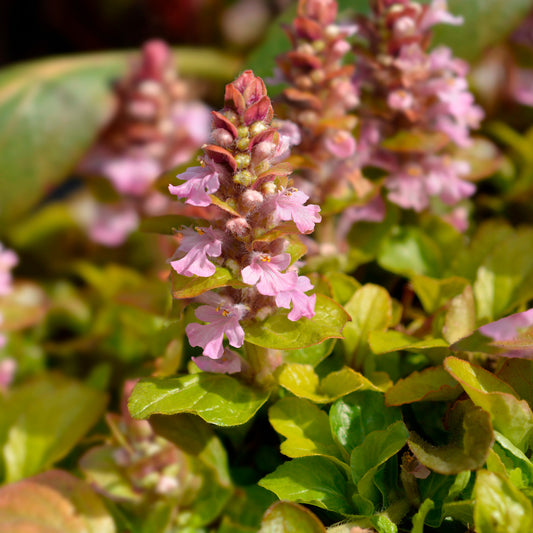 Kruipend zenegroen Gold Chang - Bakker