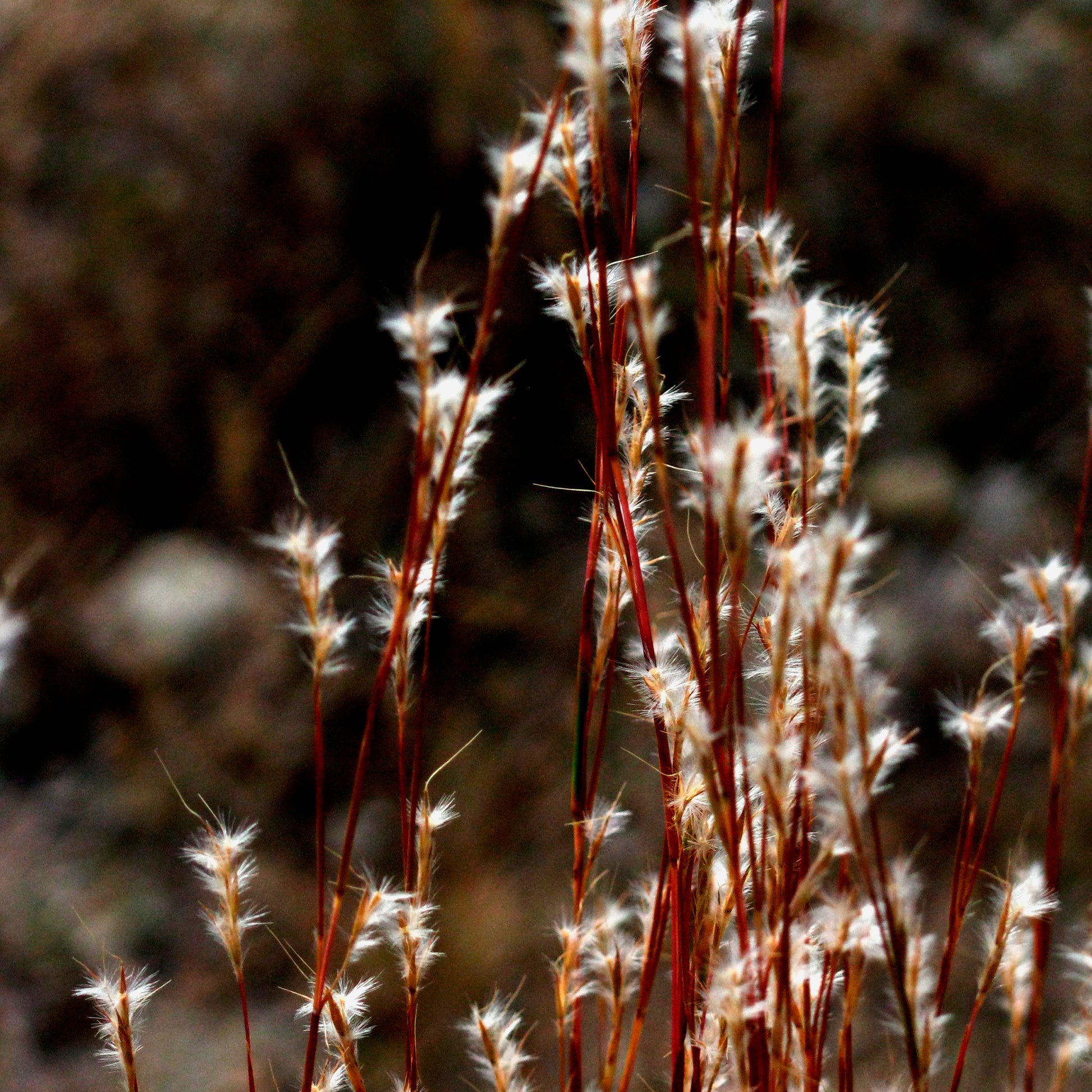 Andropogon ternarius - Andropogon ternarius - Siergrassen