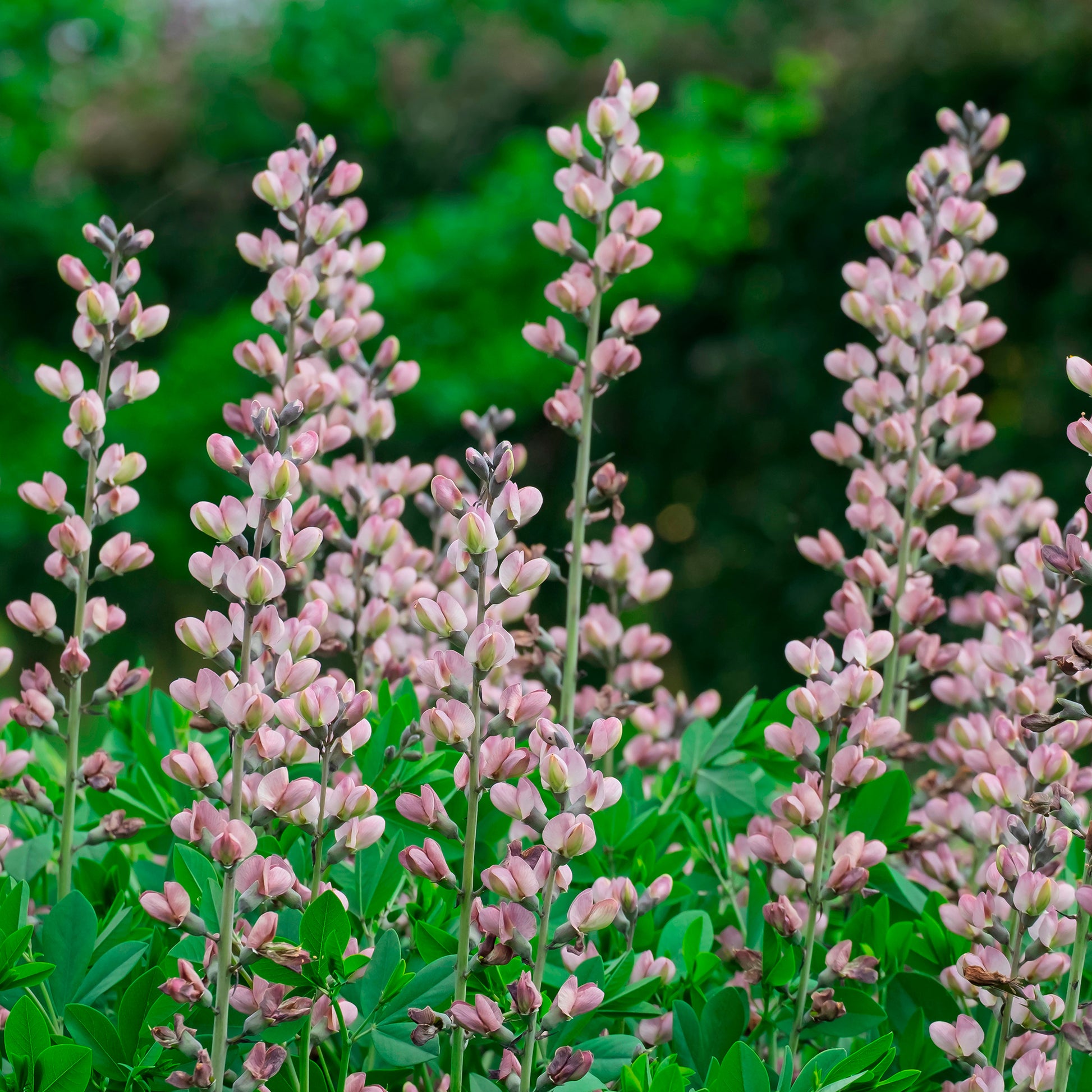 Valse indigo Pink Truffles - Baptisia Pink Truffles - Bakker