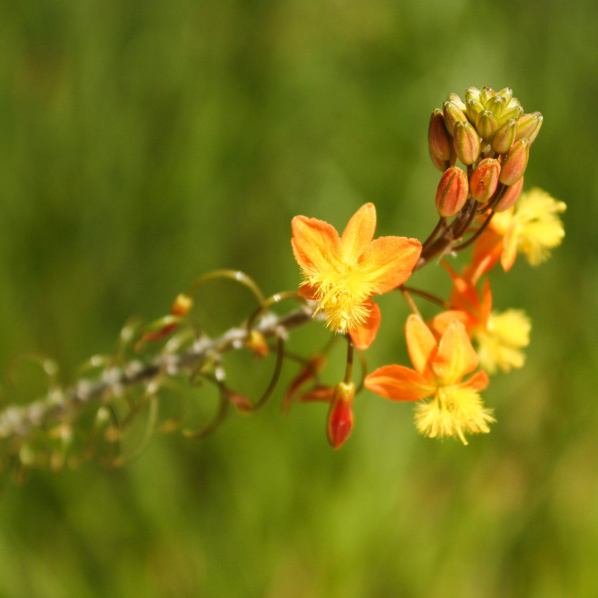Gele kattenstaart Avera Sunset Orange - Bulbine frutescens Avera Sunset Orange - Bakker