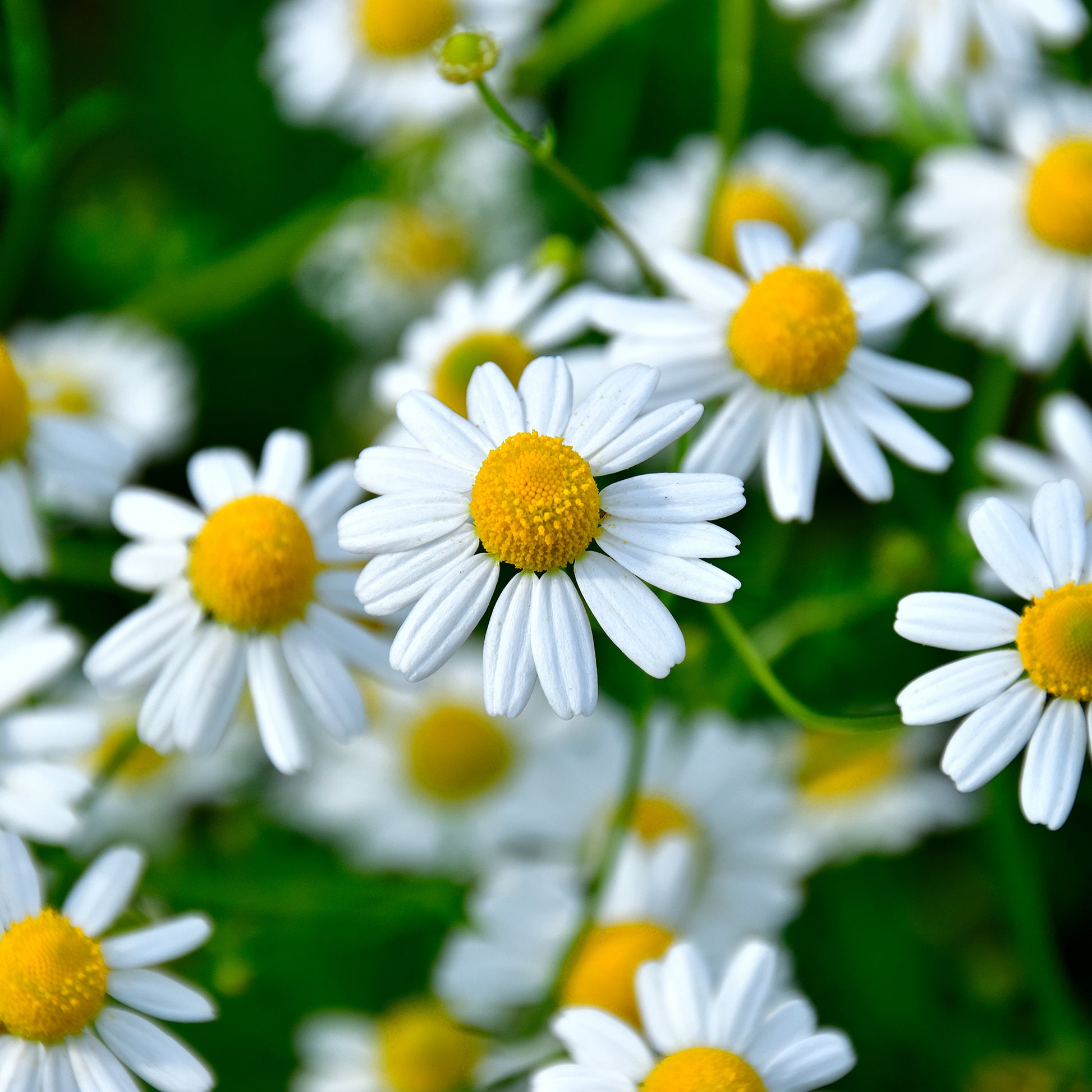 Roomse kamille - Chamaemelum nobile - Bakker