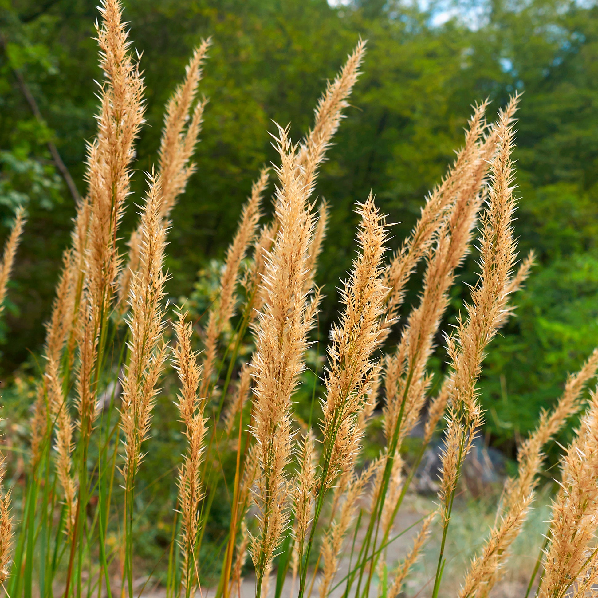 Vedergras calamagrostis - Stipa calamagrostis - Bakker