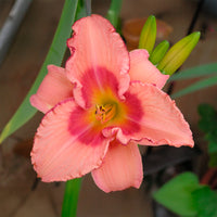 Daglelie Strawberry Fields Forever - Bakker