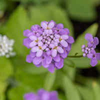 Scheefbloem Absolutely Amethyst - Iberis sempervirens Absolutely Amethyst - Bakker