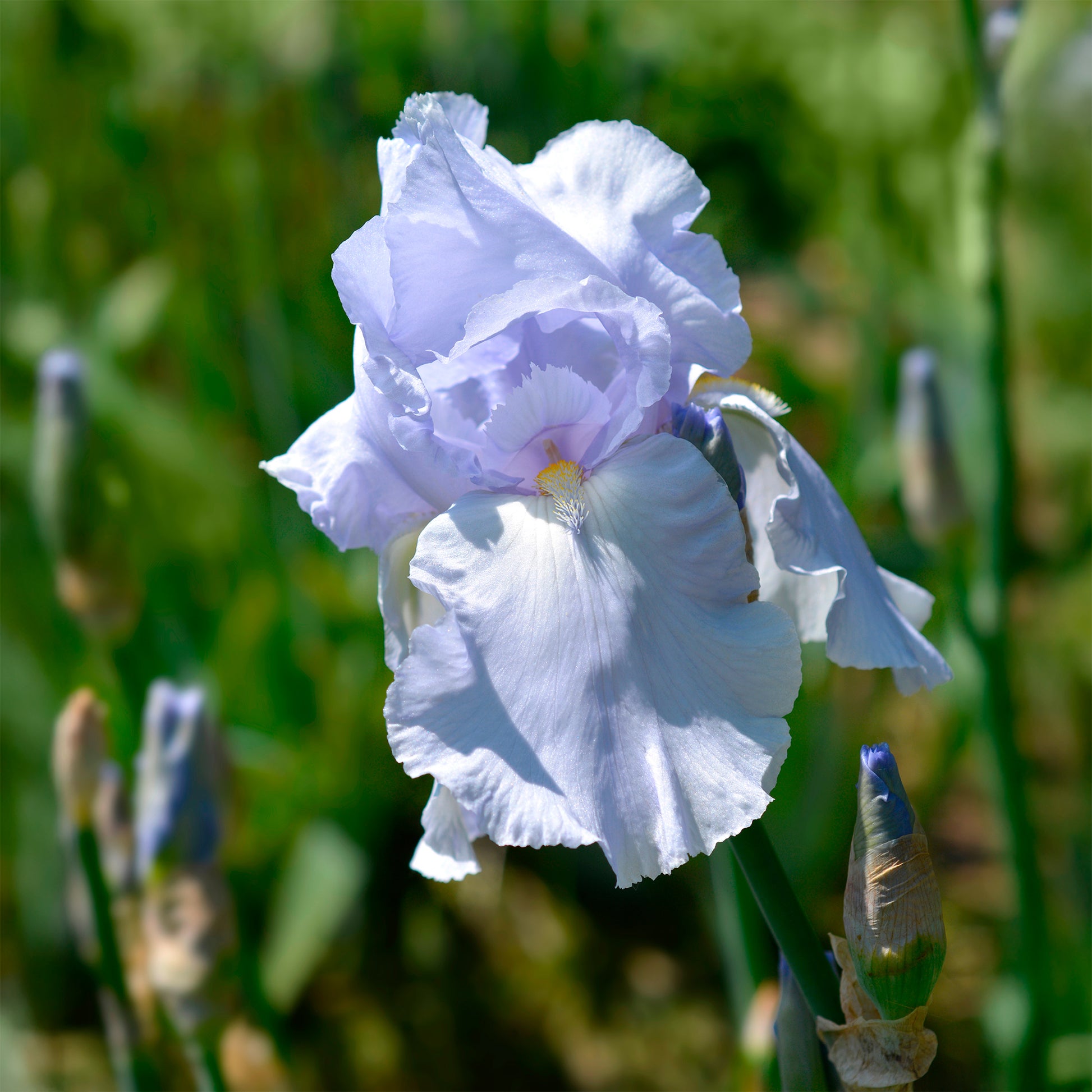 Baardiris Blue Sapphire - Bakker
