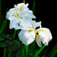 Japanse iris White ladies - Bakker