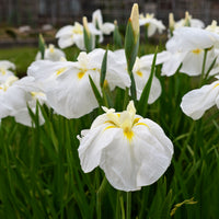 Iris ensata White Ladies - Japanse iris White ladies - Iris germanica - Duitse iris
