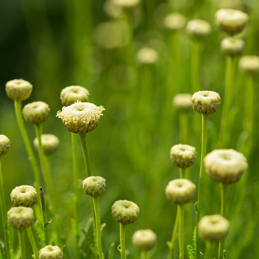 Heiligenbloem Edward Bowles - Bakker