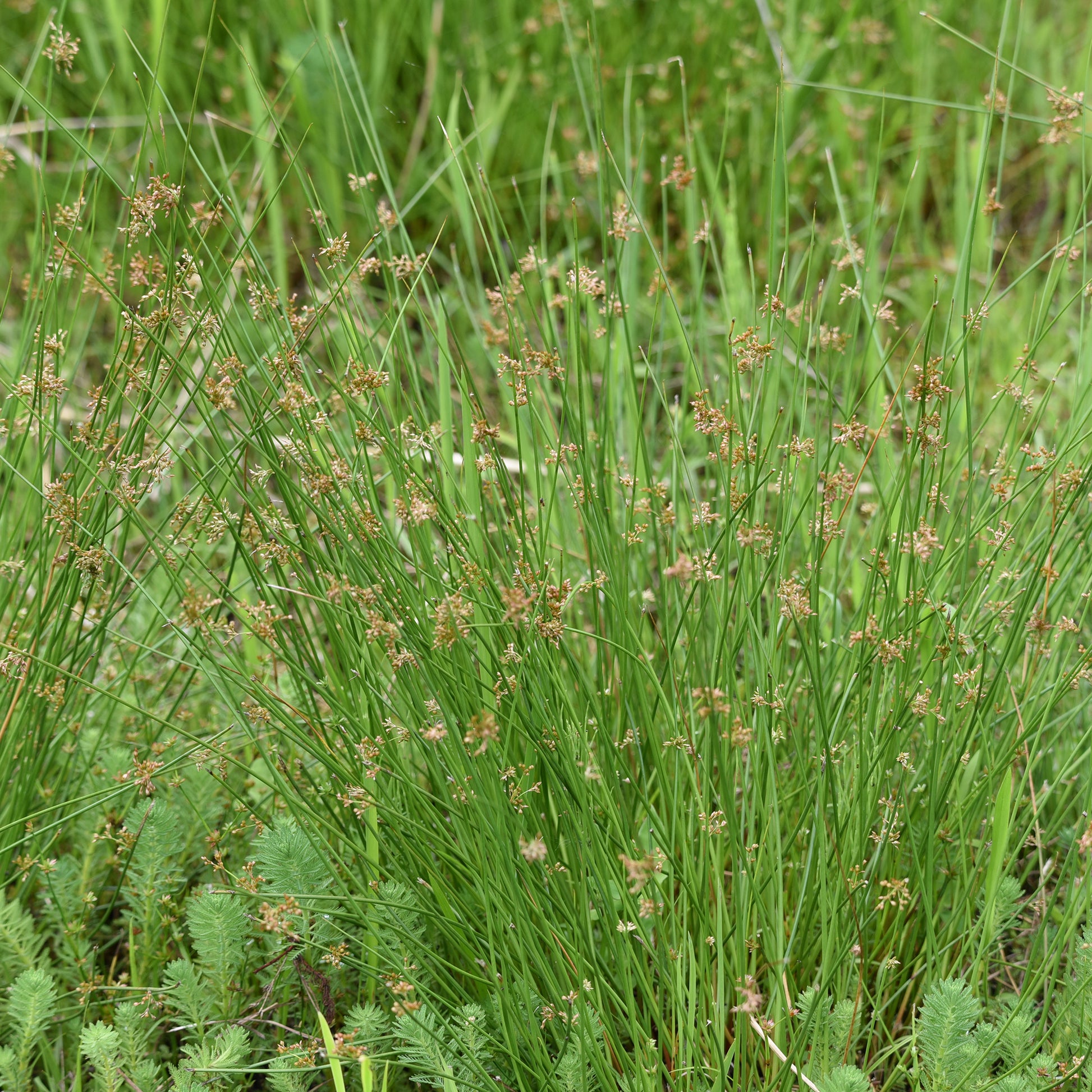 Biezen - Pitrus - Juncus effusus