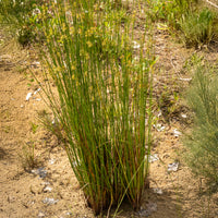 Pitrus - Juncus effusus - Bakker