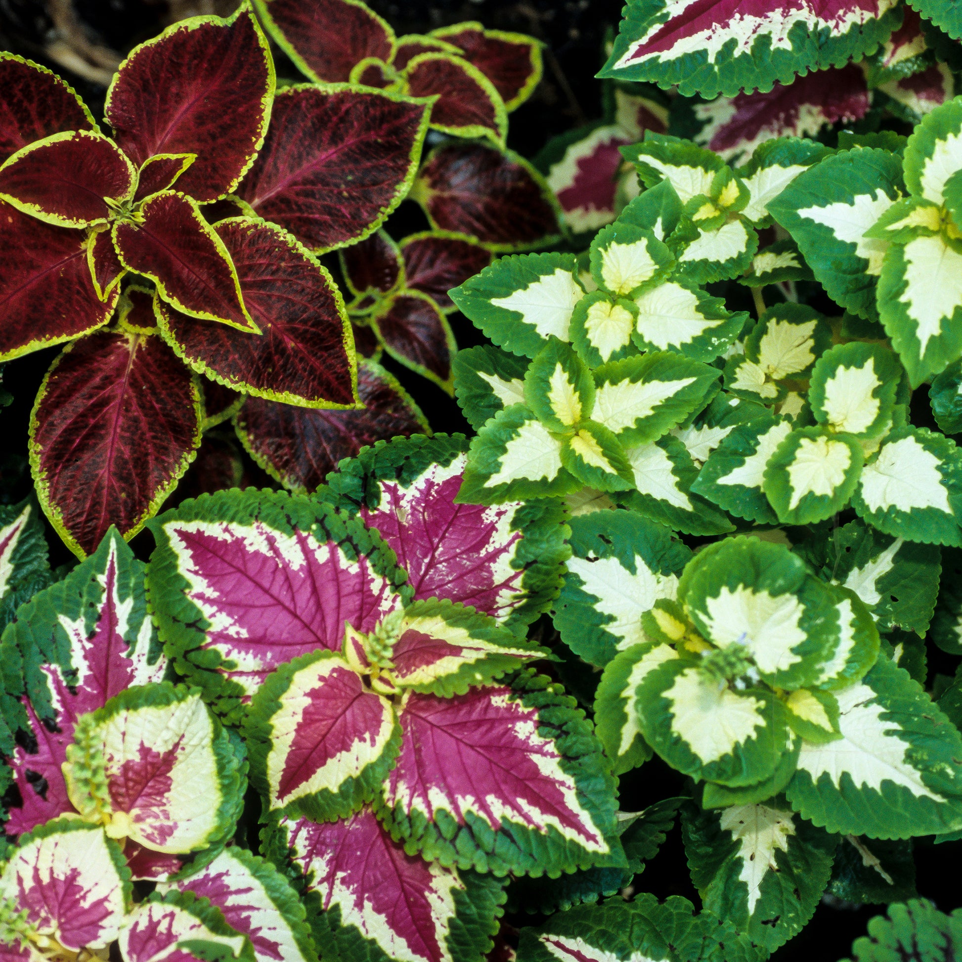 Siernetel Wizard - Coleus Wizard - Bakker