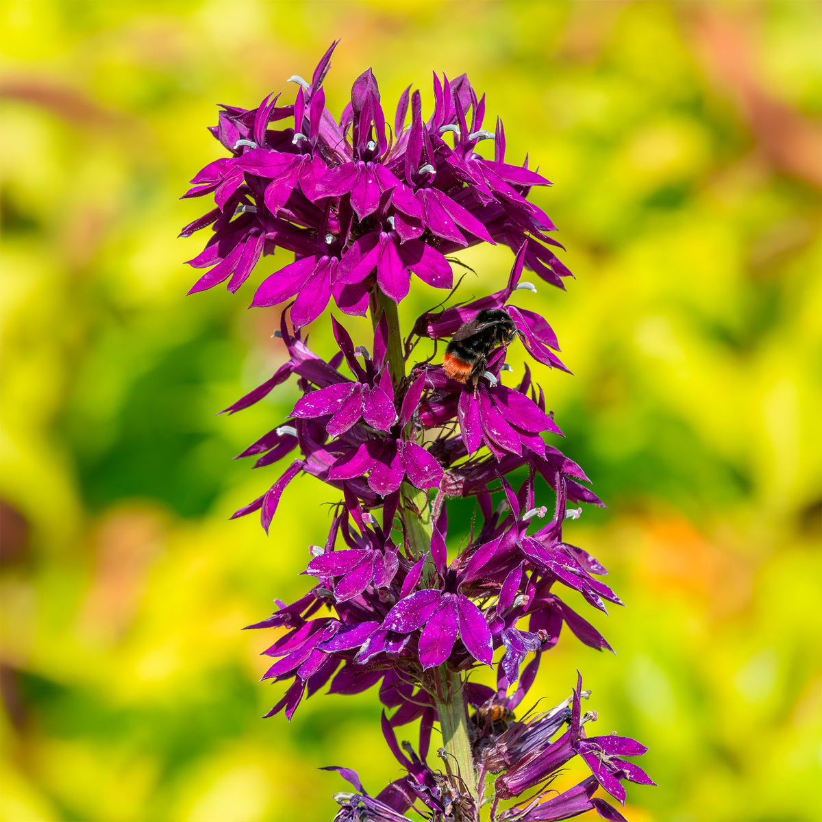 Vaste lobelia - Lobelia gerardii Vedrariensis - Bakker