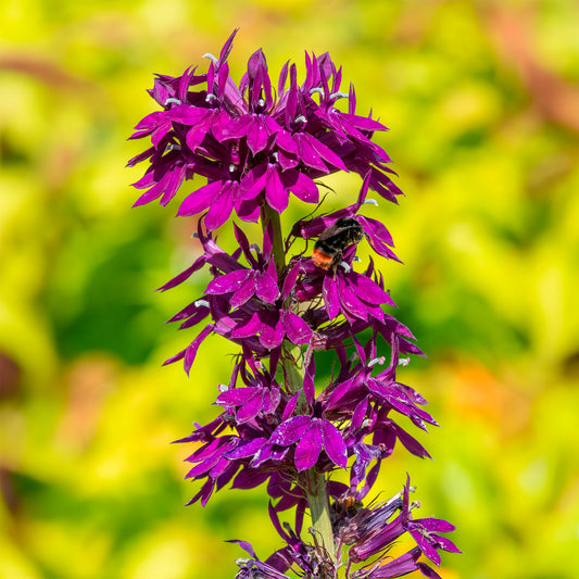 Vaste lobelia - Bakker