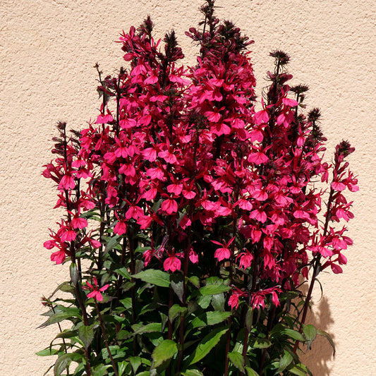 Lobelia 'Russian Princess'