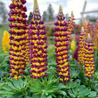 Lupinus Manhattan Lights® - Lupine Manhattan Lights® - Lupine