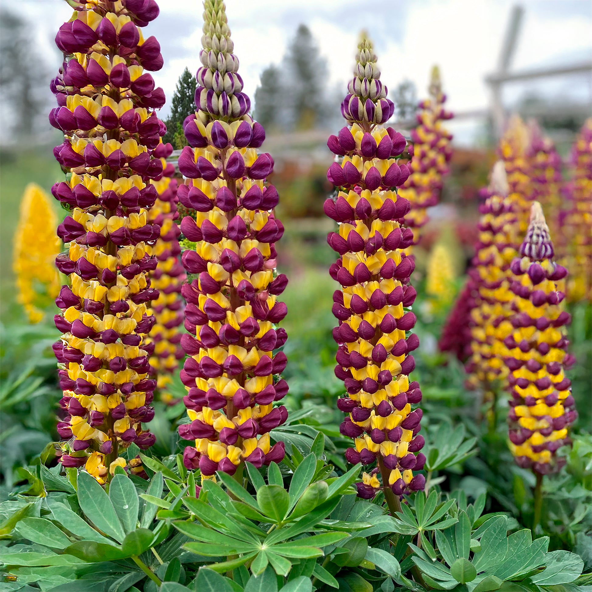 Lupinus Manhattan Lights® - Lupine Manhattan Lights® - Lupine
