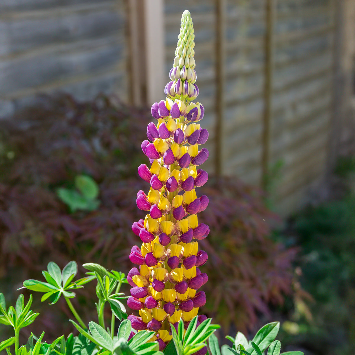 Lupine Manhattan Lights® - Bakker