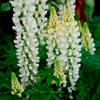 Lupinus Noble Maiden - Lupine Noble Maiden - Lupine