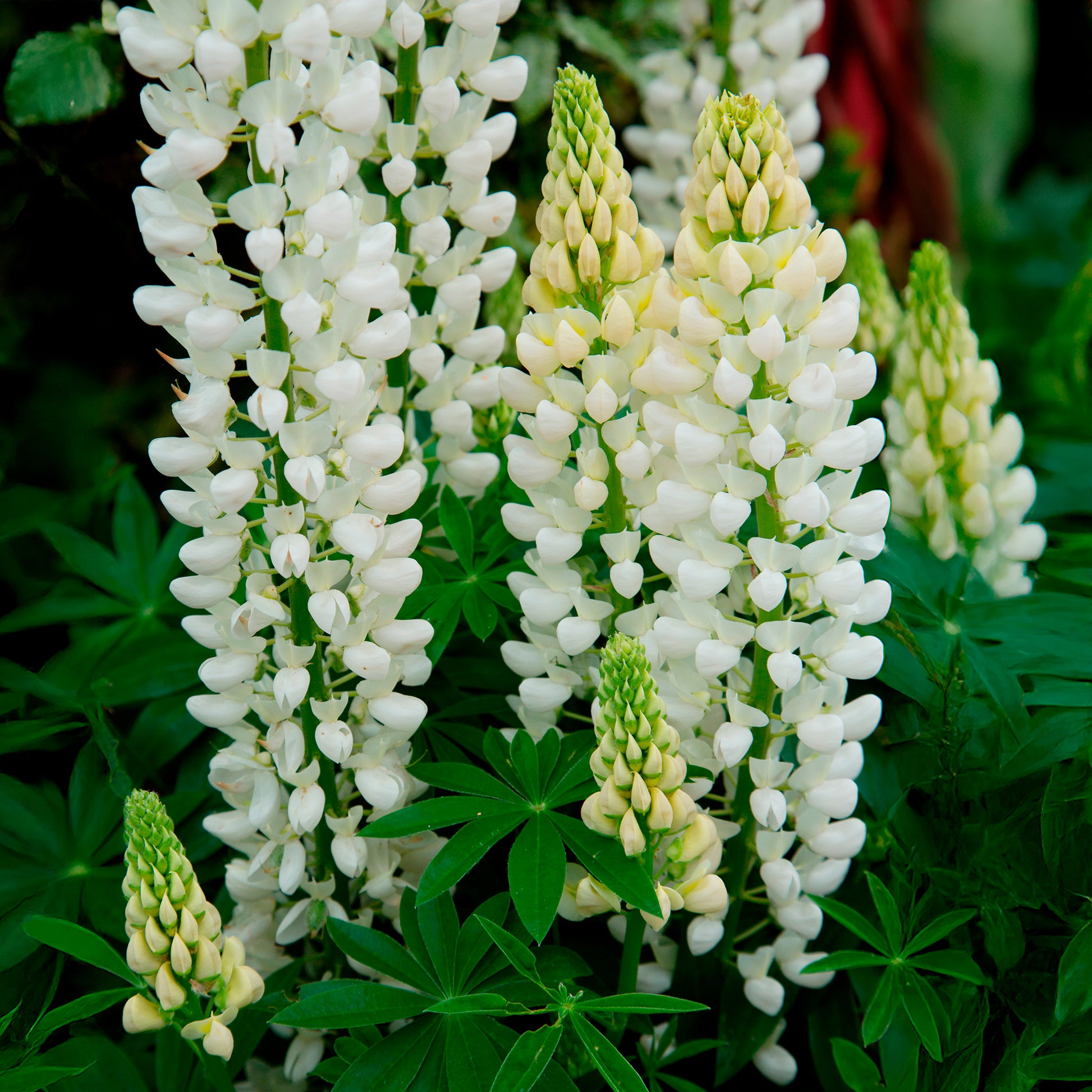 Lupinus Noble Maiden - Lupine Noble Maiden - Lupine