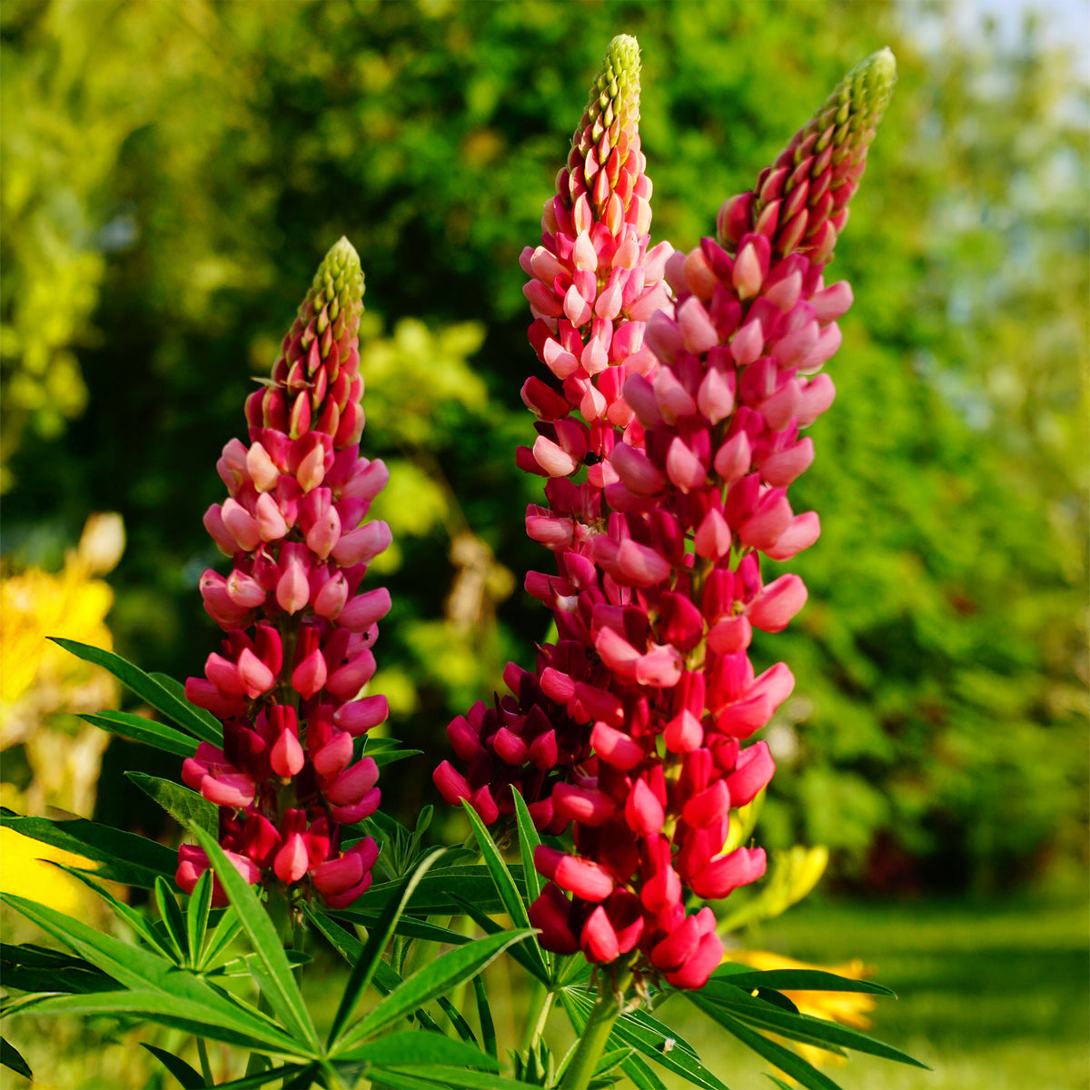 Lupinus The Pages - Lupine The pages - Lupine