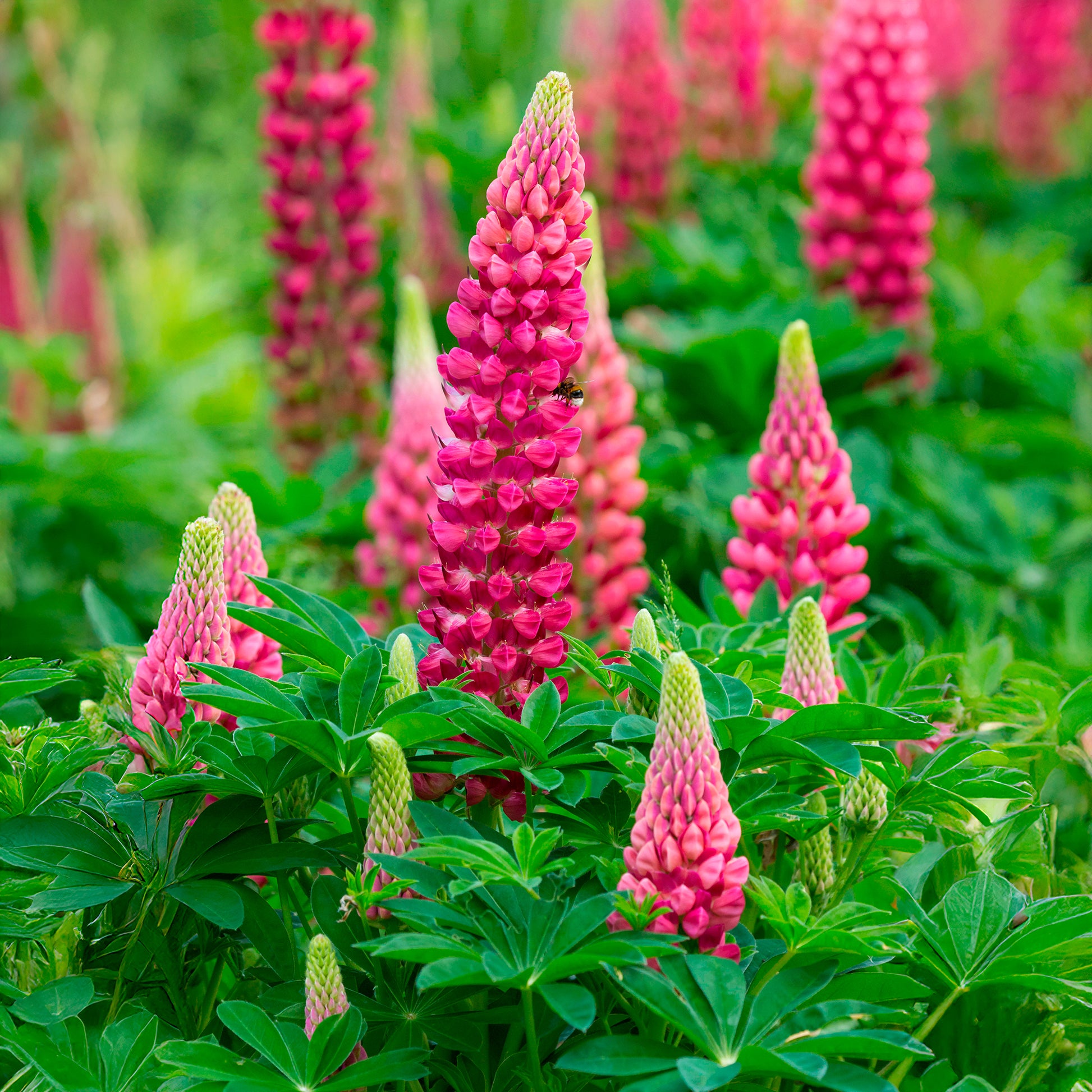Lupine The pages - Lupinus The Pages - Bakker
