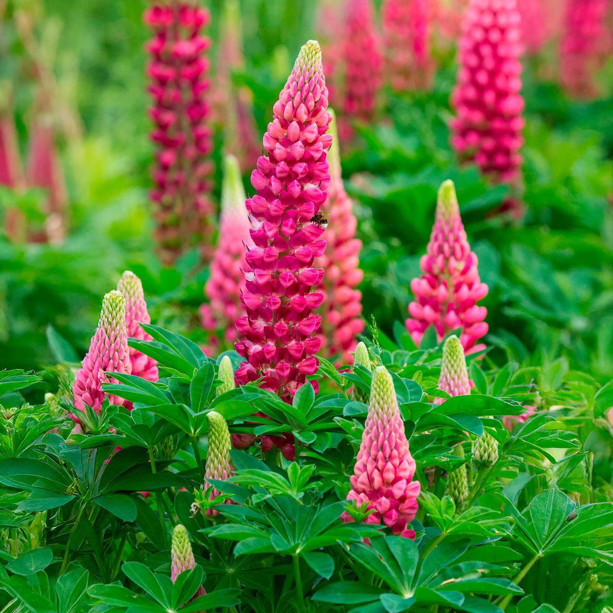Lupine The pages - Lupinus The Pages - Bakker