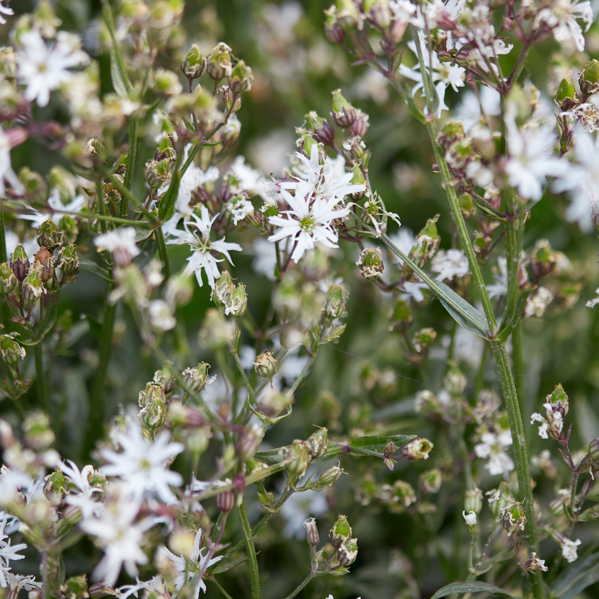 Lychnis flos-cuculi White Robin - Echte koekoeksbloem White Robin - Bloeiende vaste planten