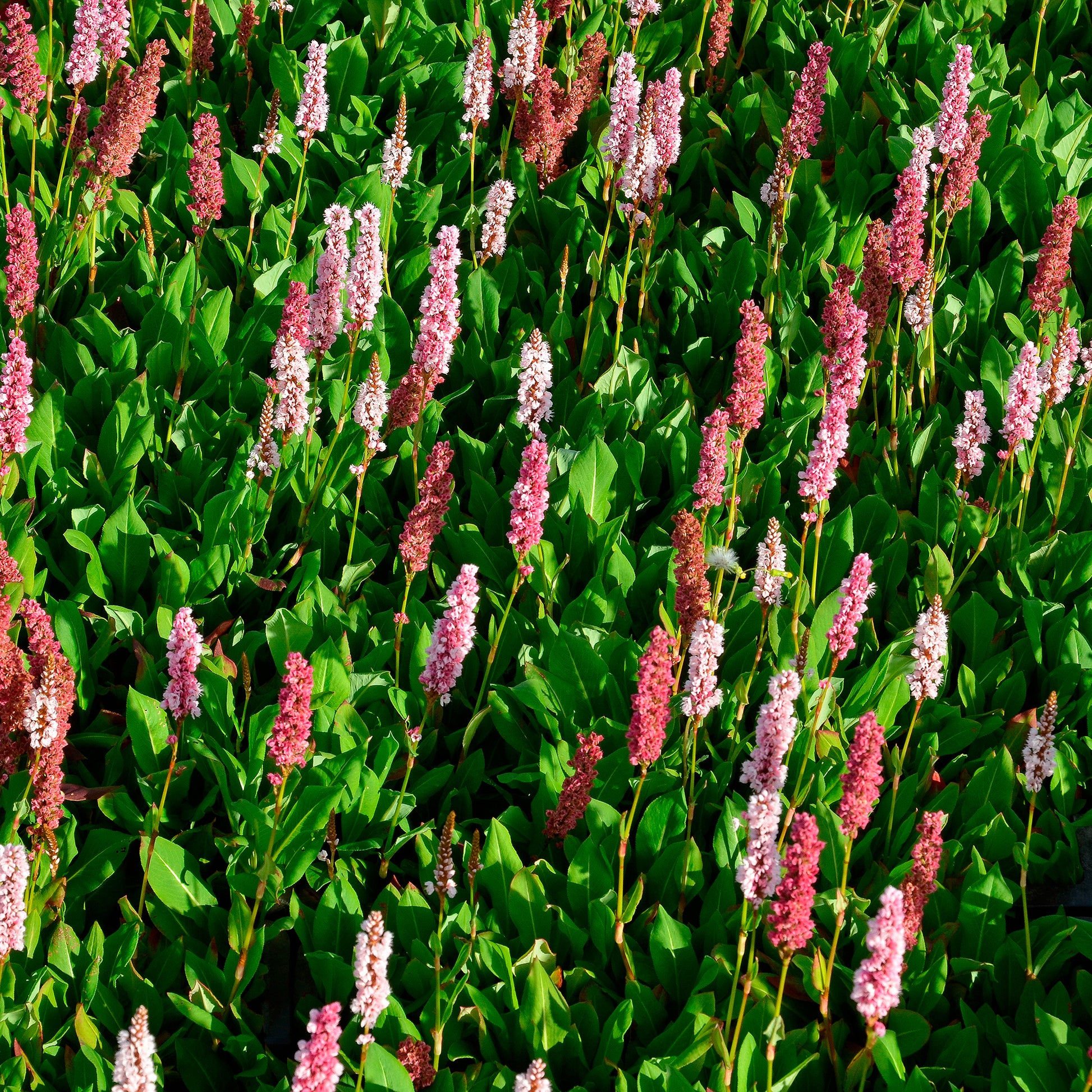 Verkoop Duizendknooop Kabouter - Persicaria affinis Kabouter