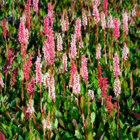 Persicaria - Duizendknoop - Duizendknooop Kabouter - Persicaria affinis Kabouter