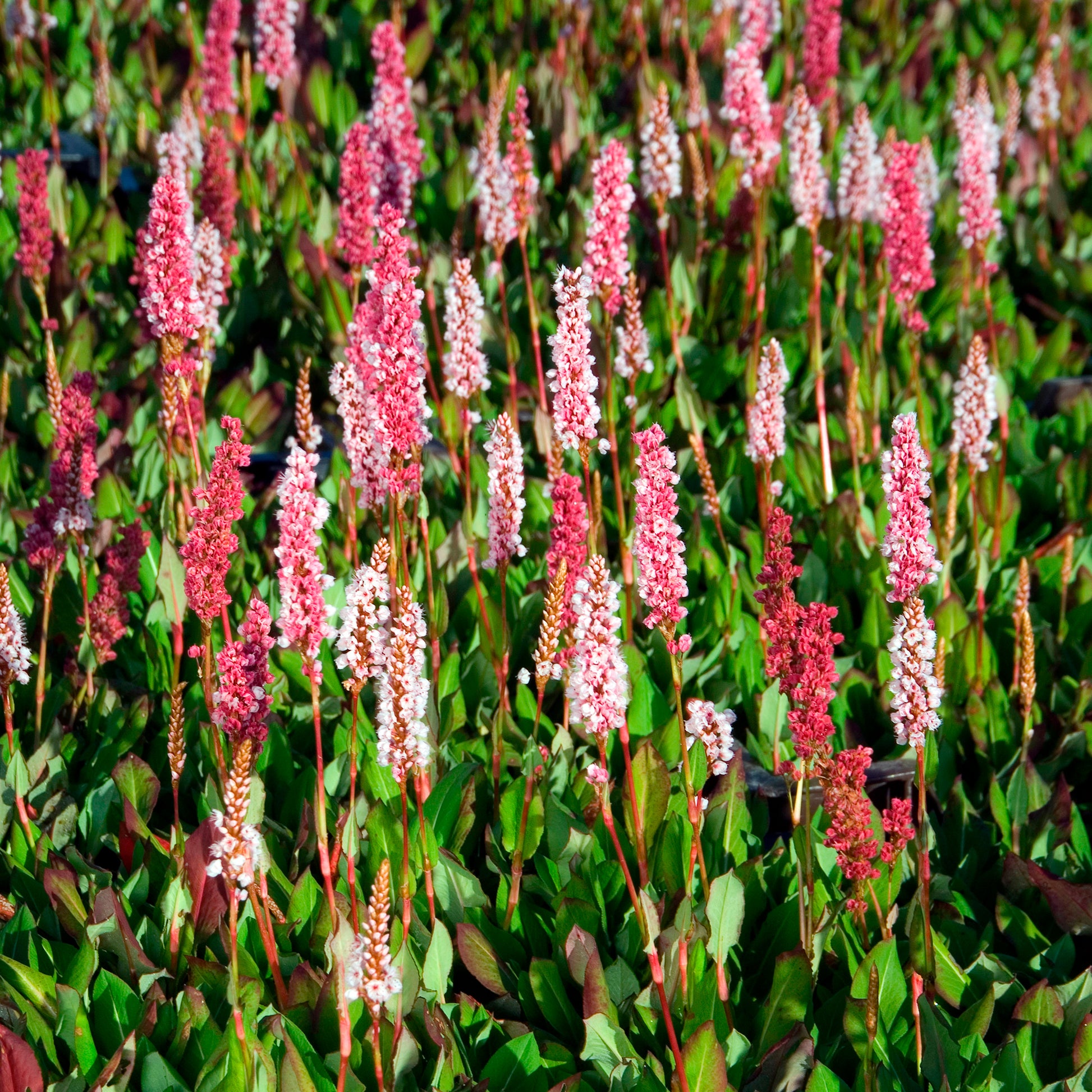Persicaria - Duizendknoop - Duizendknooop Kabouter - Persicaria affinis Kabouter