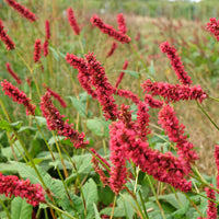 Duizendknooop Fat Domino - Bakker