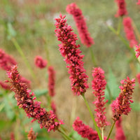 Persicaria - Duizendknoop - Duizendknooop Fat Domino - Persicaria amplexicaulis Fat Domino