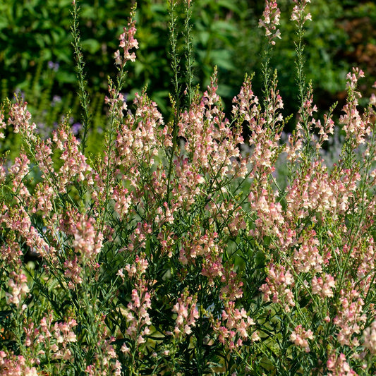 Vlasleeuwenbek Peachy - Bakker