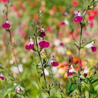 Salie - Herfstsalie Amethyst Lips - Salvia greggii Amethyst Lips