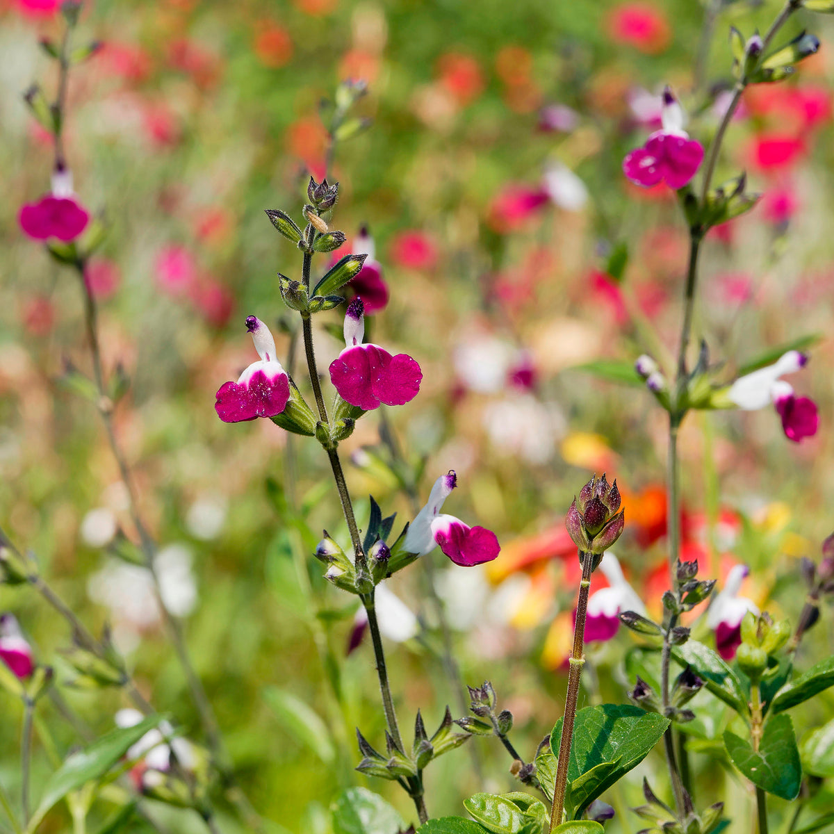 Salie - Herfstsalie Amethyst Lips - Salvia greggii Amethyst Lips