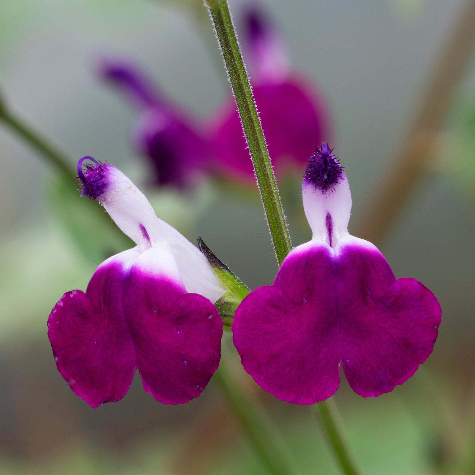 Salvia greggii Amethyst Lips - Herfstsalie Amethyst Lips - Salie