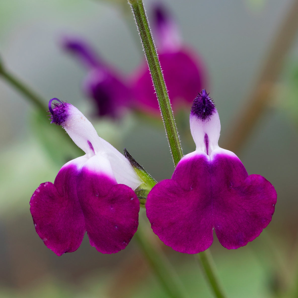 Salvia greggii Amethyst Lips - Herfstsalie Amethyst Lips - Salie
