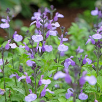 Salvia microphylla So Cool Pale Blue - Salie So Cool Pale Blue - Salie