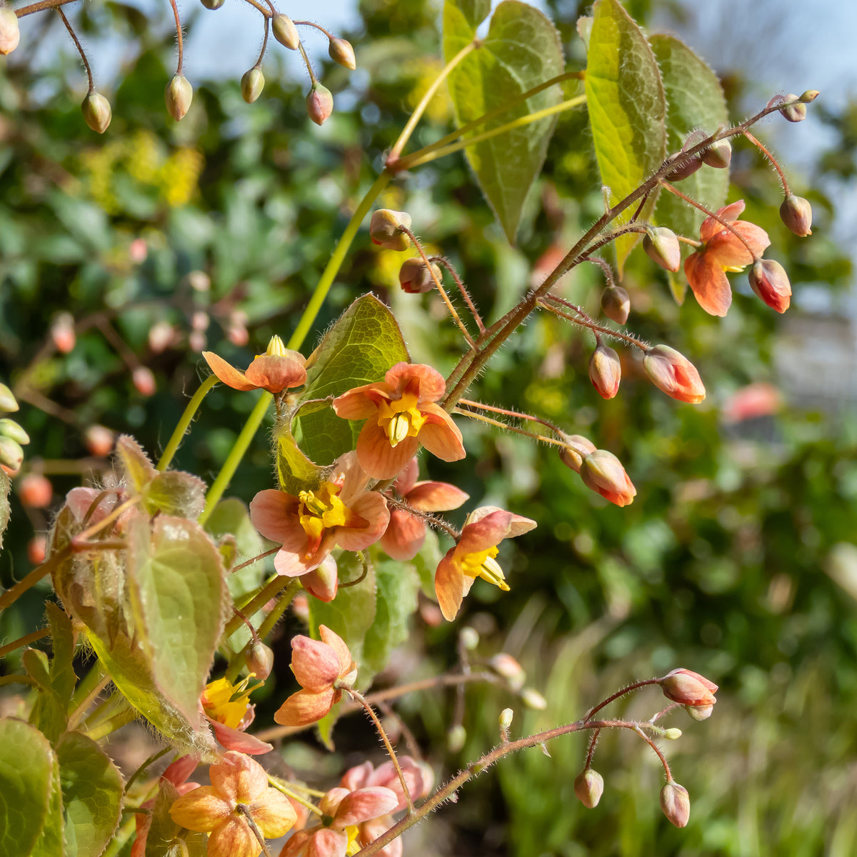 Epimedium - Elfenbloem - Epimedium warleyense