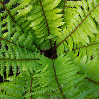Zwarteschubvaren - Dryopteris wallichiana - Bakker
