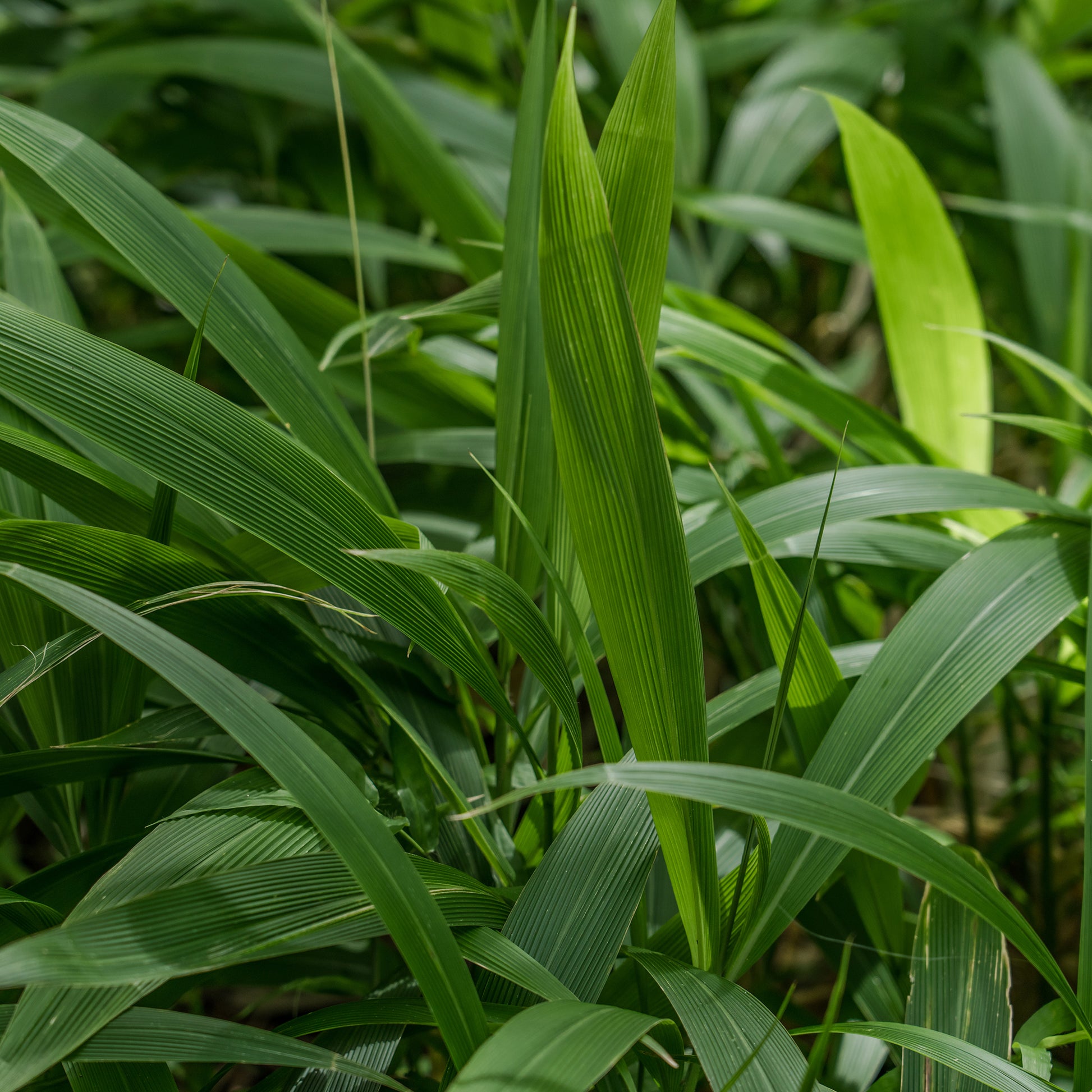 Palmgras - Bakker