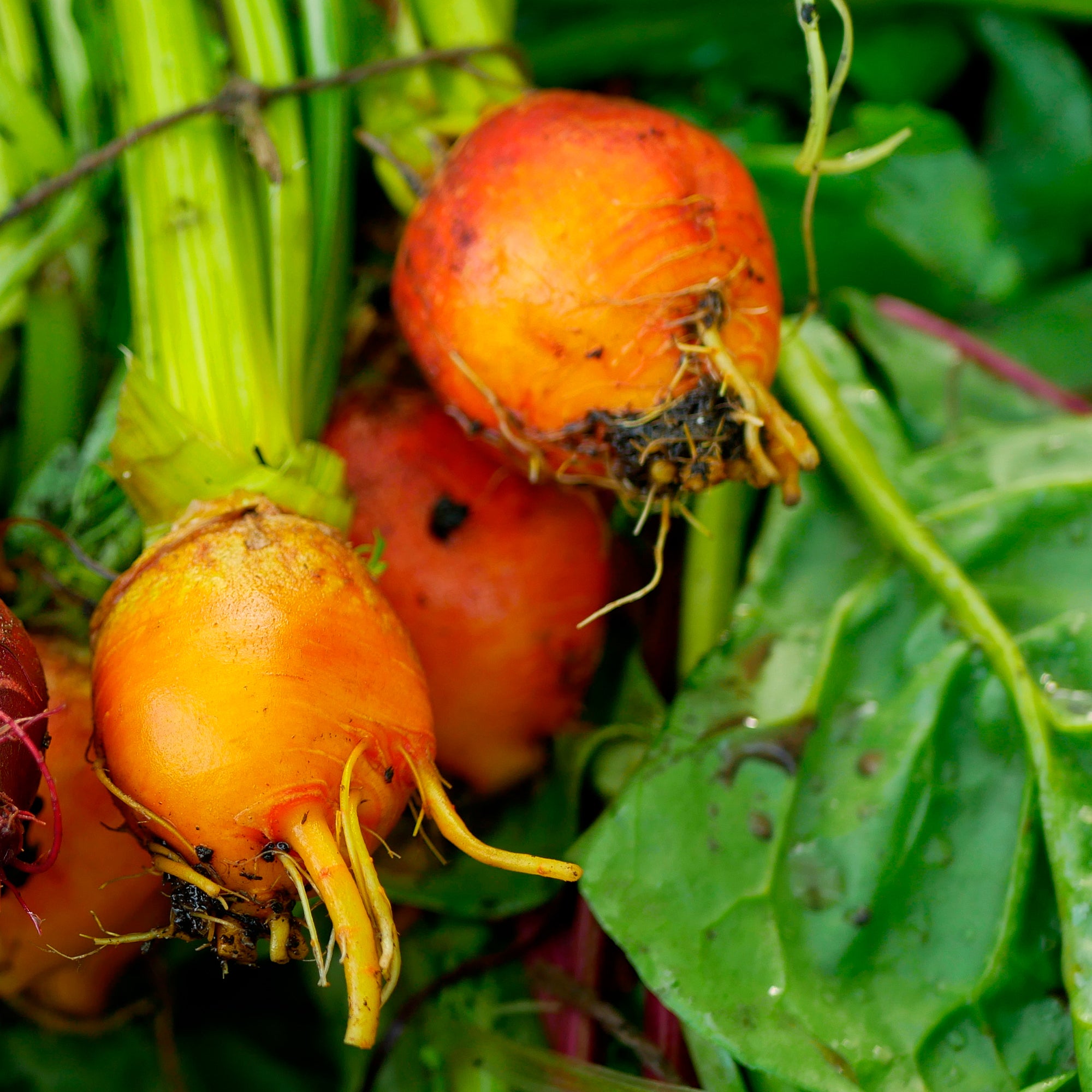 Zaden Rode biet Burpees Golden - Beta vulgaris Burpees Golden | Bakker.com
